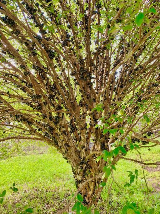 Puna Zen Botanical Garden Retreat Keaau المظهر الخارجي الصورة