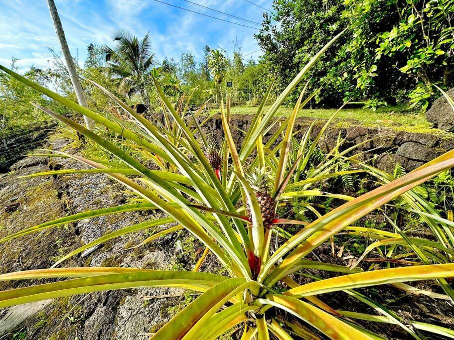 Puna Zen Botanical Garden Retreat Keaau المظهر الخارجي الصورة