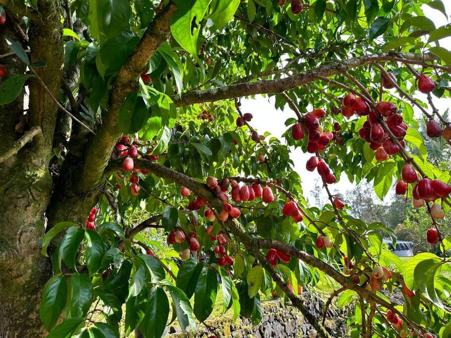 Puna Zen Botanical Garden Retreat Keaau المظهر الخارجي الصورة