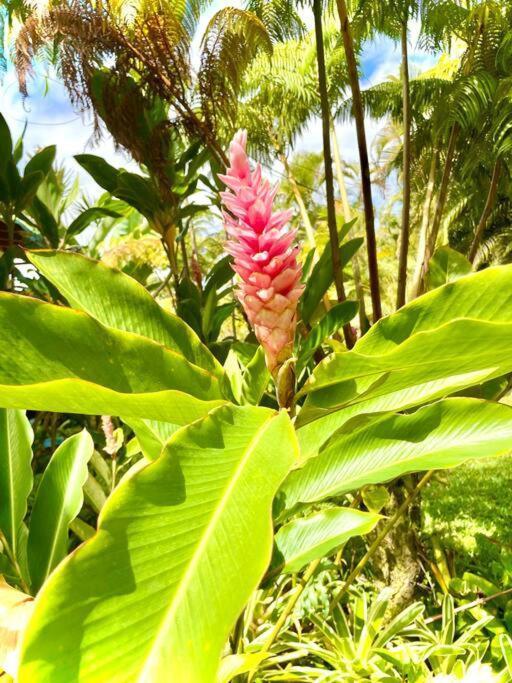 Puna Zen Botanical Garden Retreat Keaau المظهر الخارجي الصورة
